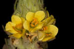 Common mullein